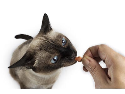 Creative Cat Treats